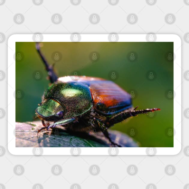 Beetle Yoga. Japanese Scarab Beetle Macro Photograph Magnet by love-fi